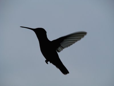 Hummer Silhouette