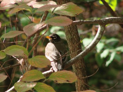 Robin In A Tree jigsaw puzzle