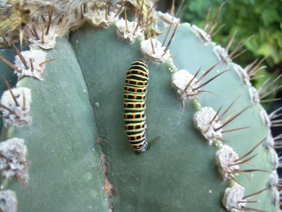 cactus jigsaw puzzle