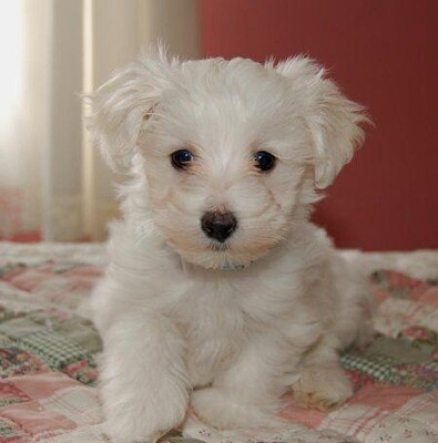 Poodle
