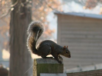Squirrel on Post