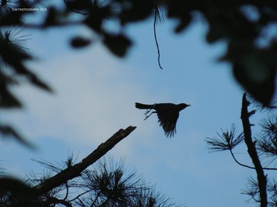 פאזל של Bird in Flight Silhouette