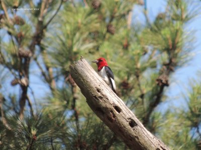 פאזל של Red Headed Woodpecker