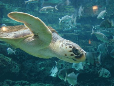 Sea Turtle