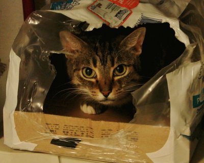 Cat in a Box