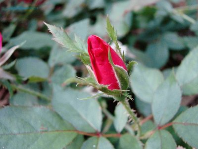 A Rose Bud jigsaw puzzle