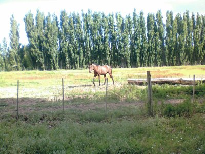 Caballo solitario