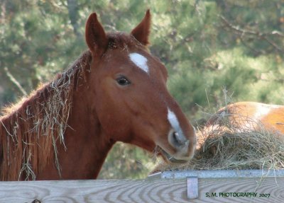 Playing in the Hay