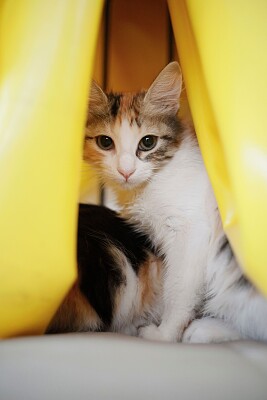 Cats are near