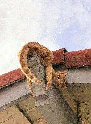 gato