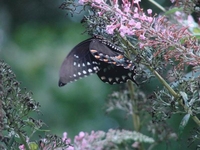 Black Swallowtail