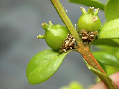 פאזל של Buxus sempervirens. Buxo. Galiza