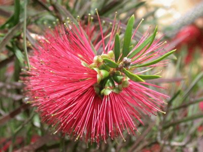 פאזל של Callistemon rigidus