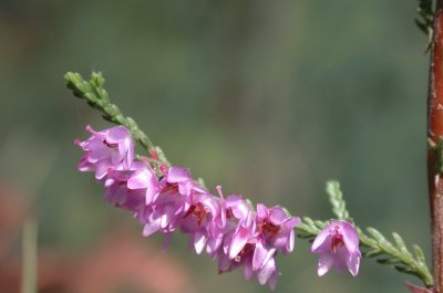 Calluna vulgaris. carrasca. Galiza jigsaw puzzle