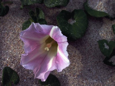 פאזל של Callystegia soldanella. Galiza.