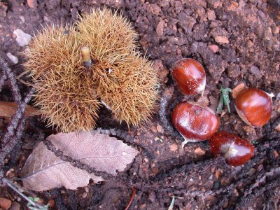 פאזל של Castanea sativa. Caurel. Galiza