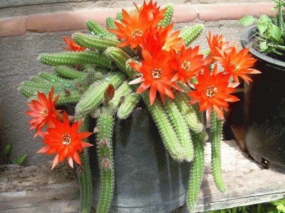 פאזל של cactus