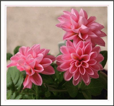 flores jigsaw puzzle