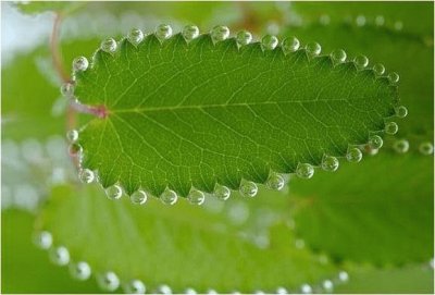פאזל של pearly leaf