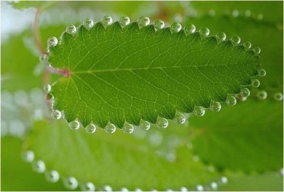 pearly leaf jigsaw puzzle