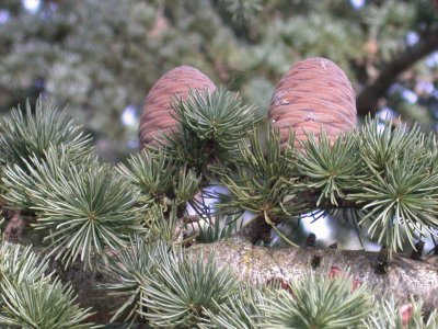 פאזל של Cedro (el que produce trocino)