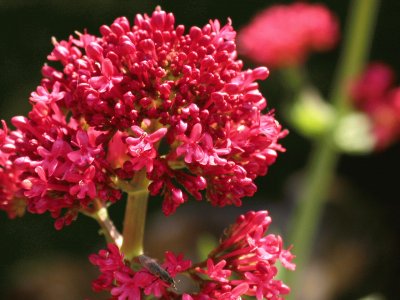 Centranthus ruber jigsaw puzzle