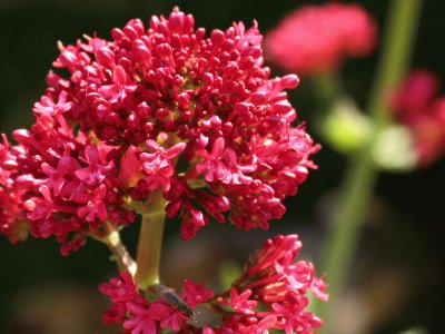 Centranthus ruber