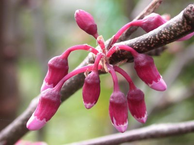 cercis siliquastrum. BotÃ£o floral