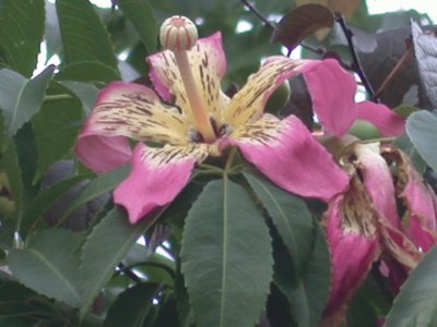 Chorisia speciosa