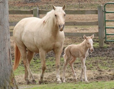 פאזל של Mom and Newborn