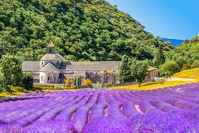 LAVANDA