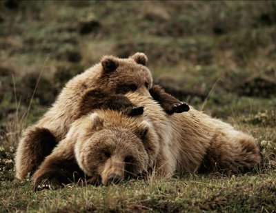 פאזל של Yellowstone Grizzly Bears