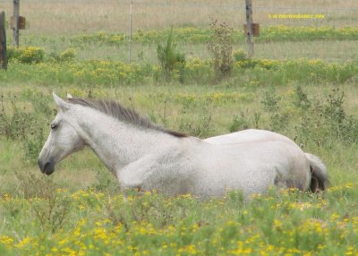 פאזל של In a Field of Yellow