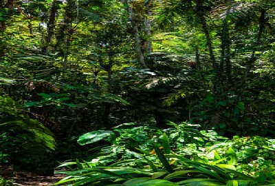 Nature