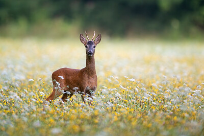 Nature