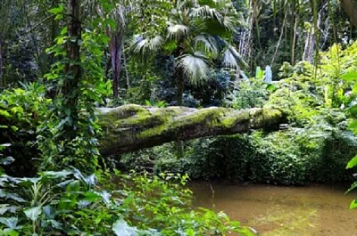 Nature