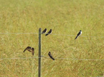 פאזל של Birds on a Wire