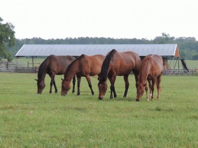 Four in a Row jigsaw puzzle