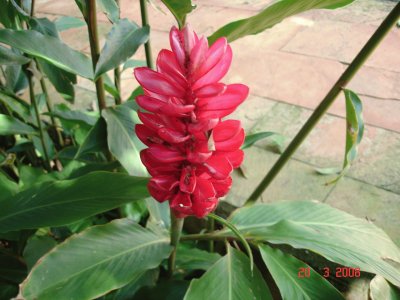 פאזל של Red flower