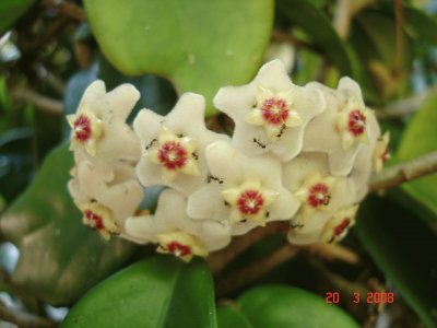 פאזל של Flor de cera