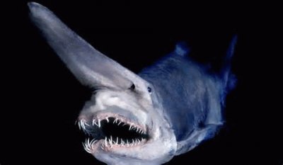 goblin shark jigsaw puzzle