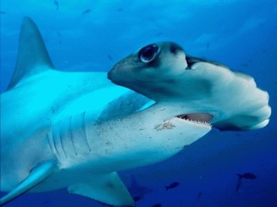 hammer head shark