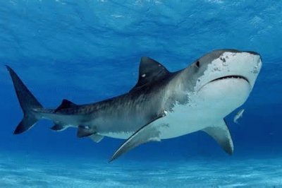 tiger shark