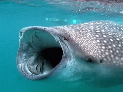 whale shark