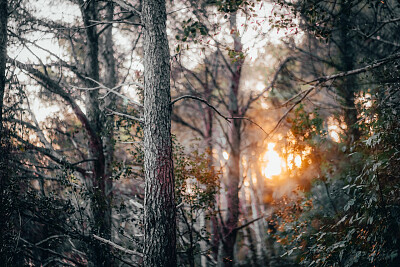 Nature