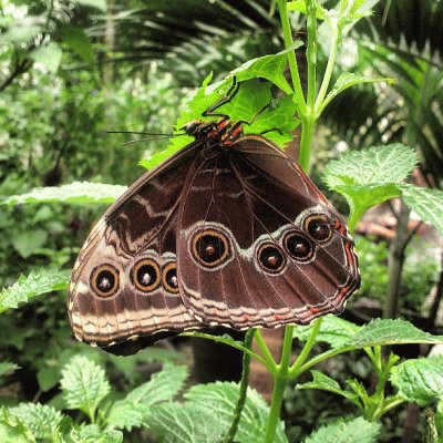 פאזל של La tomÃ© en el mariposario de Chapultepec