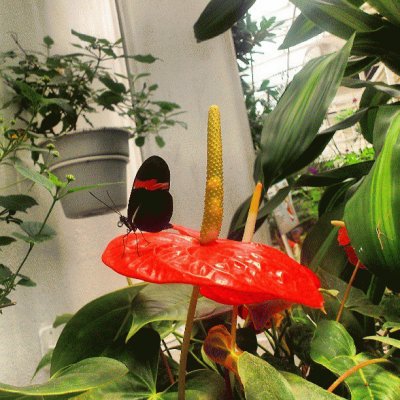 פאזל של La tomÃ© en el mariposario de Chapultepec