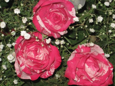 rosas_2 jigsaw puzzle