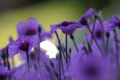 Violets jigsaw puzzle