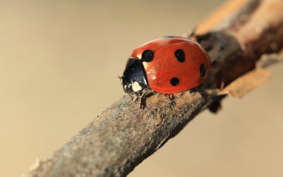 Ladybug jigsaw puzzle